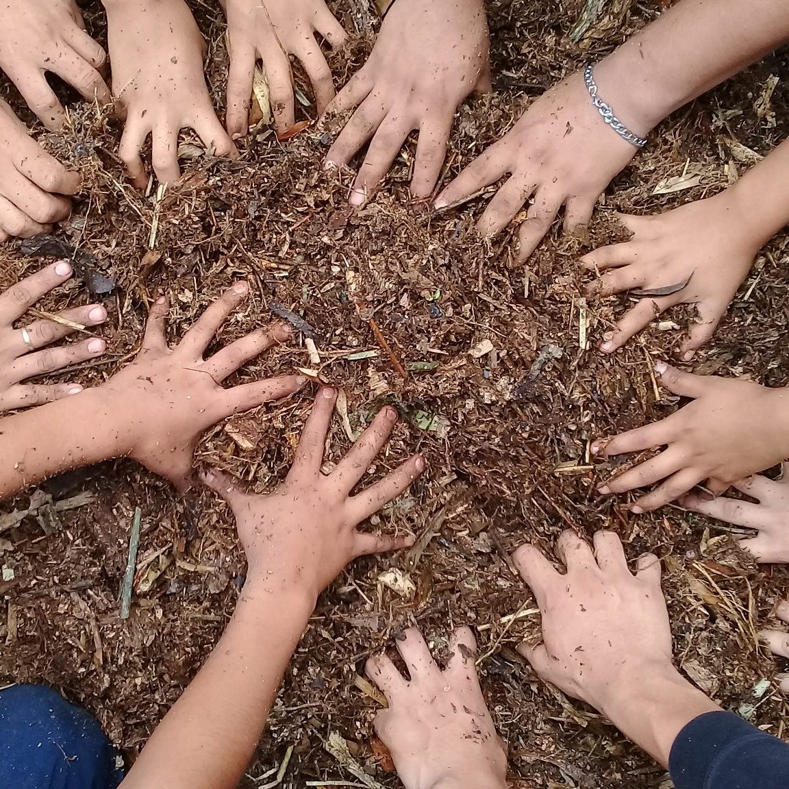 Preparacion de microorganismo de montaña con jovenes del balsamar